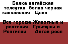 Белка алтайская телеутка, белка черная кавказская › Цена ­ 5 000 - Все города Животные и растения » Грызуны и Рептилии   . Алтай респ.